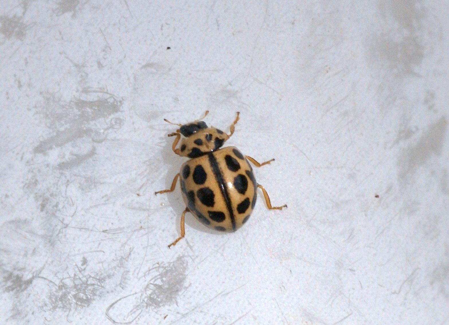 coccinelle jaune à points noirs Archives Quel est cet animal