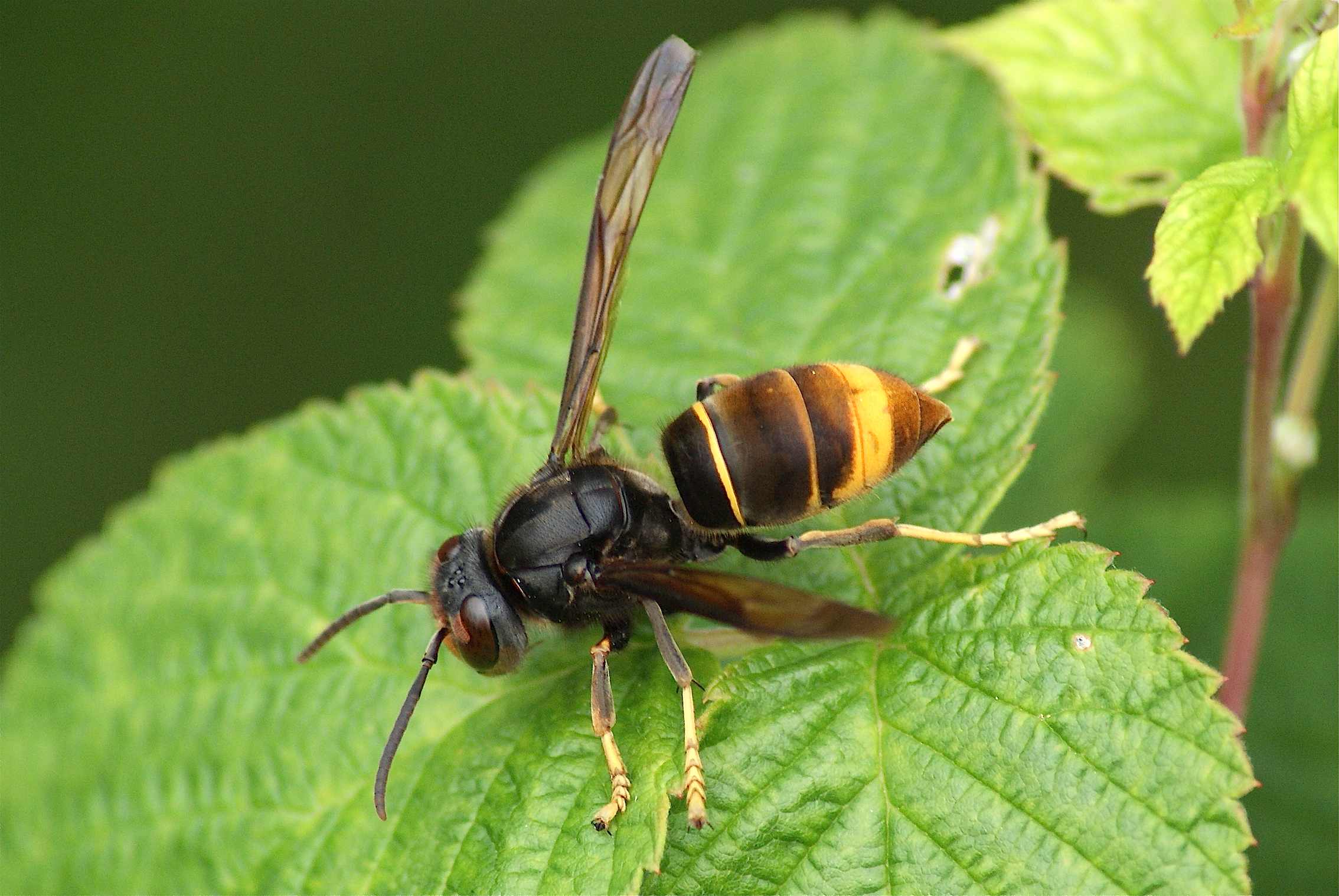 Le frelon asiatique - Quel est cet animal