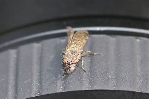 Haemotopota pluvialis