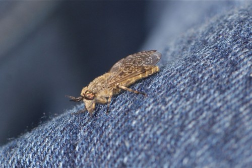 Haematopota pluvialis