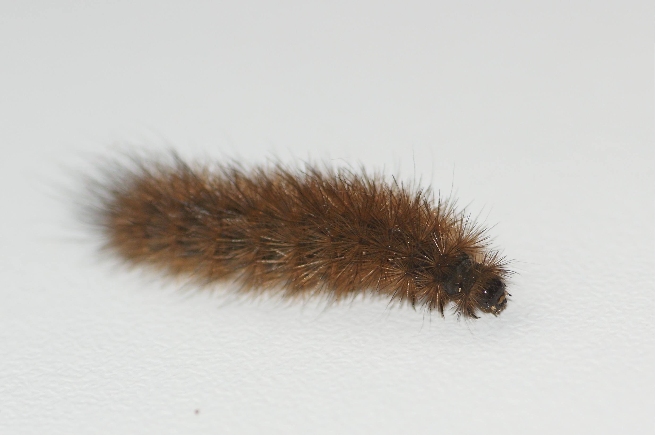 chenille velue Archives Quel est cet animal — free download