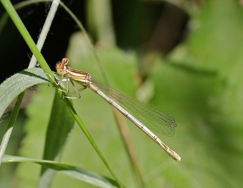 Platycnemis acutipennis