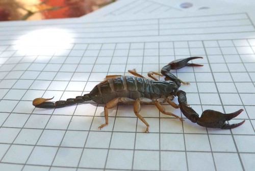 Euscorpius flavicauda