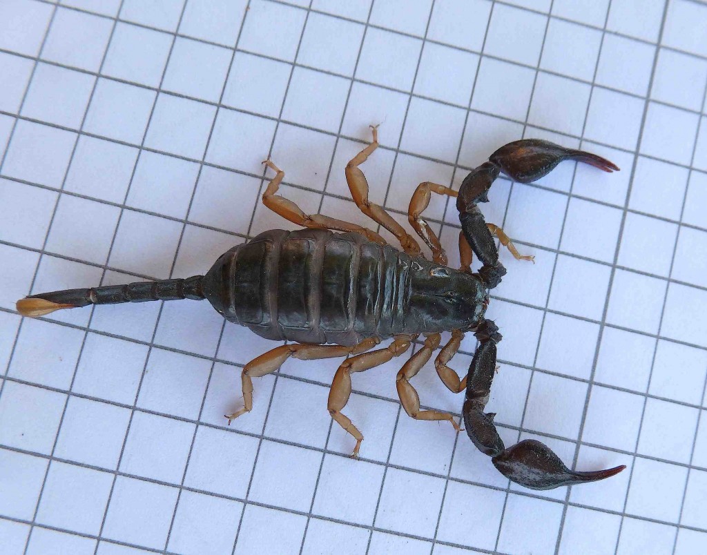 Le Scorpion Noir A Queue Jaune Quel Est Cet Animal