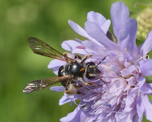 Andrena hattorfiana