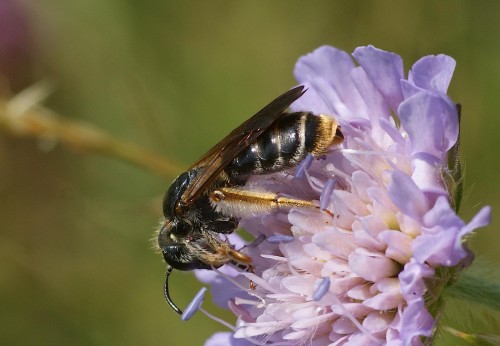 Andrena hattorfiana