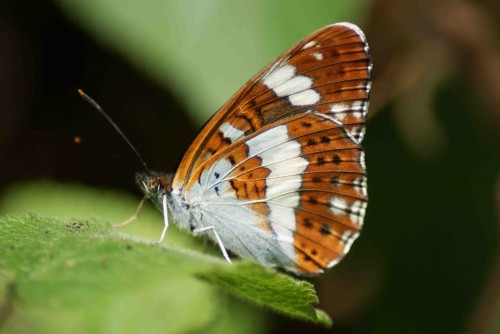 Limenitis camilla