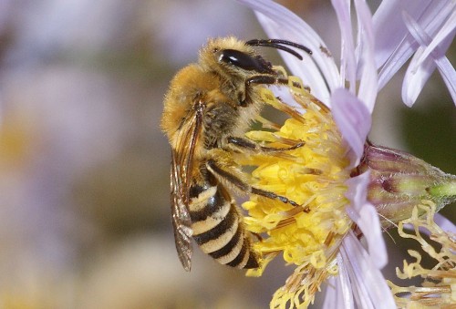 Colletes hederae