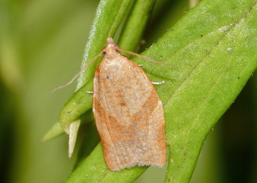 Pandemis corylana
