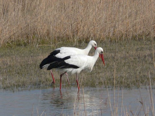 Ciconia ciconia