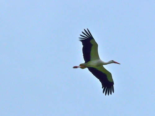 Ciconia ciconia
