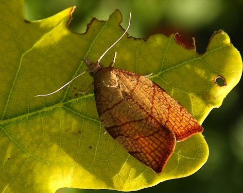 Pandemis corylana (photo Olivier Quesnel)
