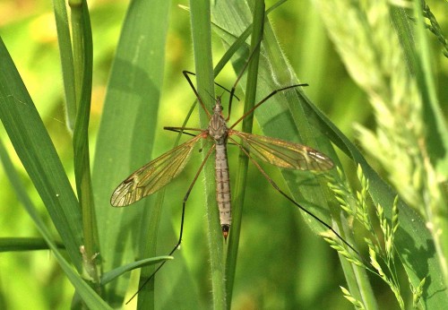 Tipula vernalis