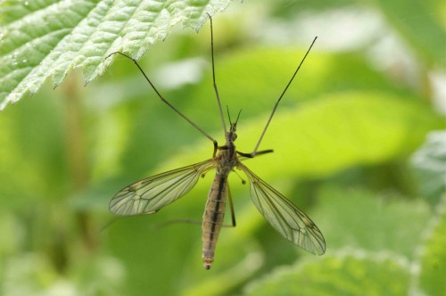 Tipula vernalis