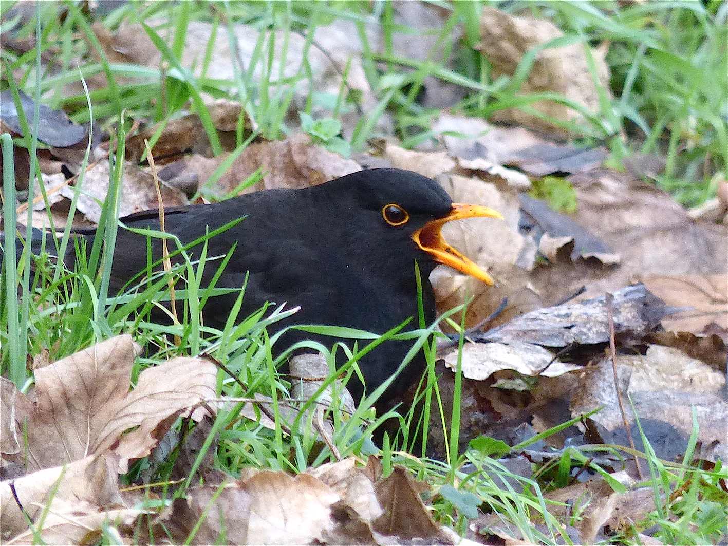 Le merle noir Quel est cet animal