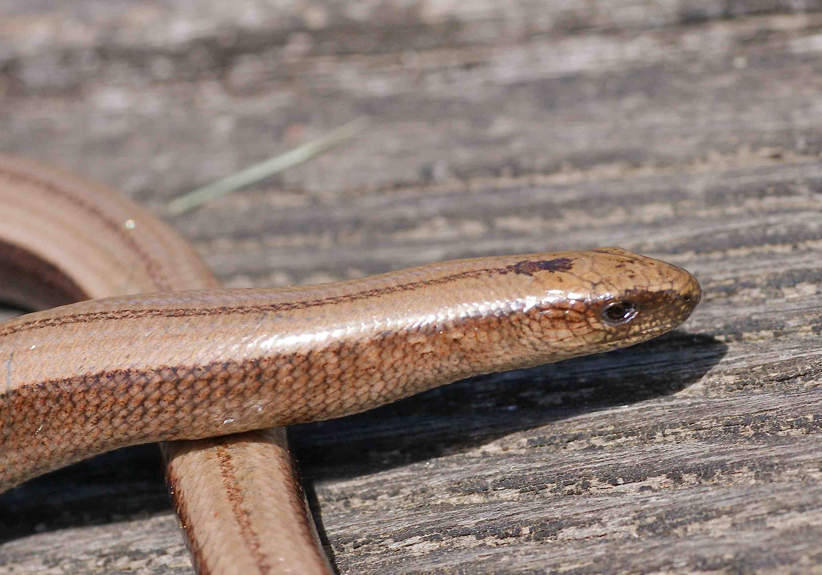 Le L zard Vert Occidental Amphibiens Et Reptiles Quel Est Cet Animal