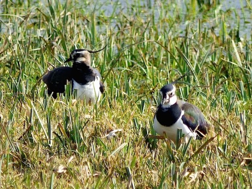 Vanellus vanellus
