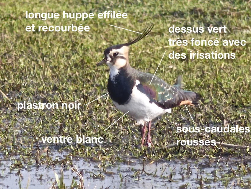 Le Pic Vert Ou Pivert Picus Viridis Oiseau Au Plumage