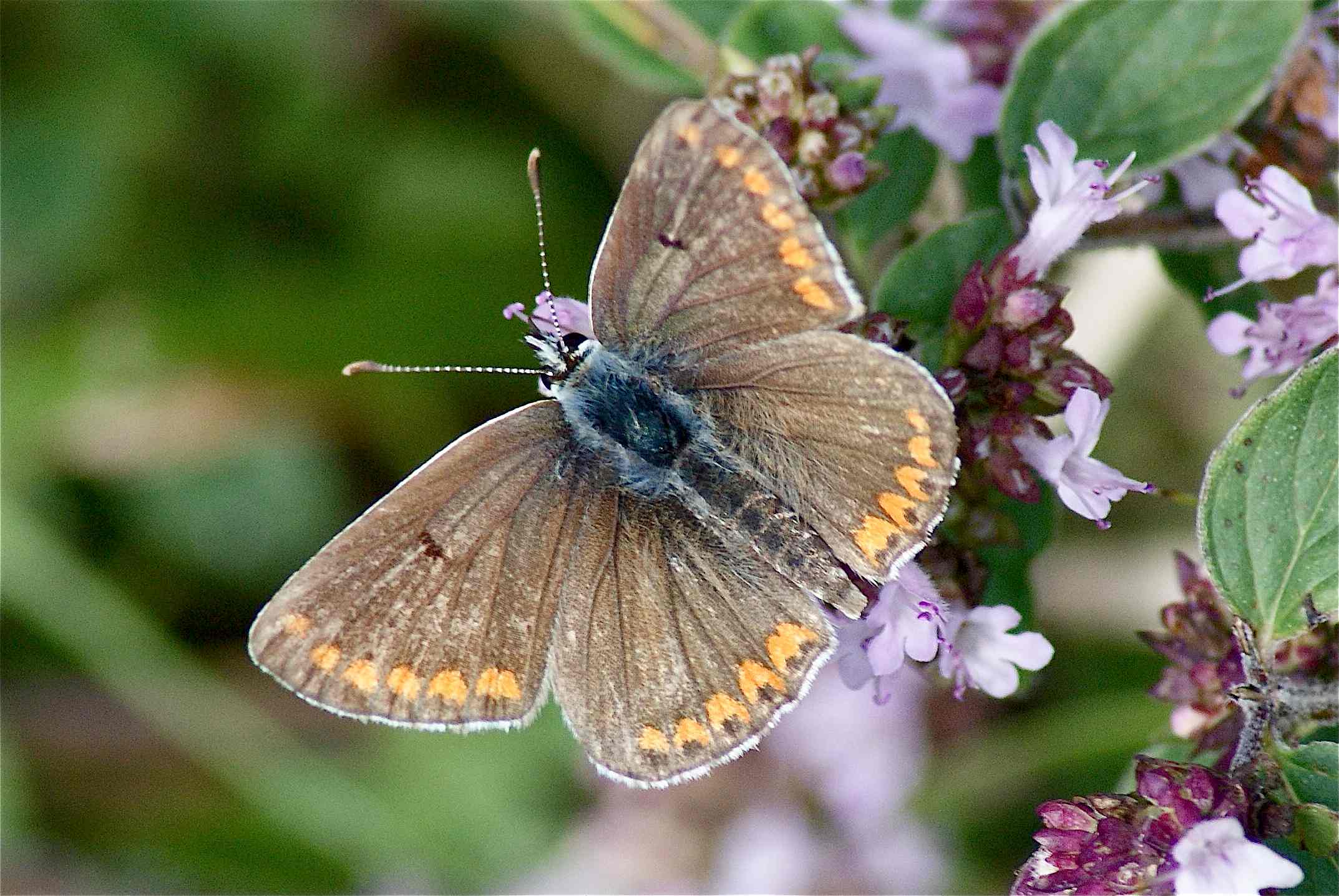 Le collier de corail Quel est cet animal