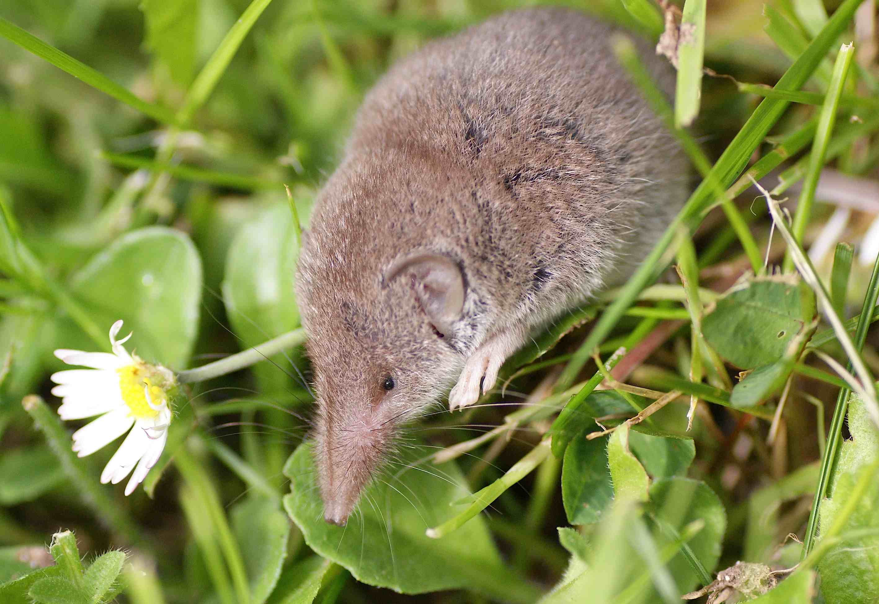 La Musaraigne Musette Quel Est Cet Animal La Musaraigne Musette Quel Est Cet Animal