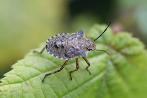 stade larvaire de Pentatoma rufipes
