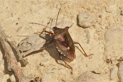 Pentatoma rufipes