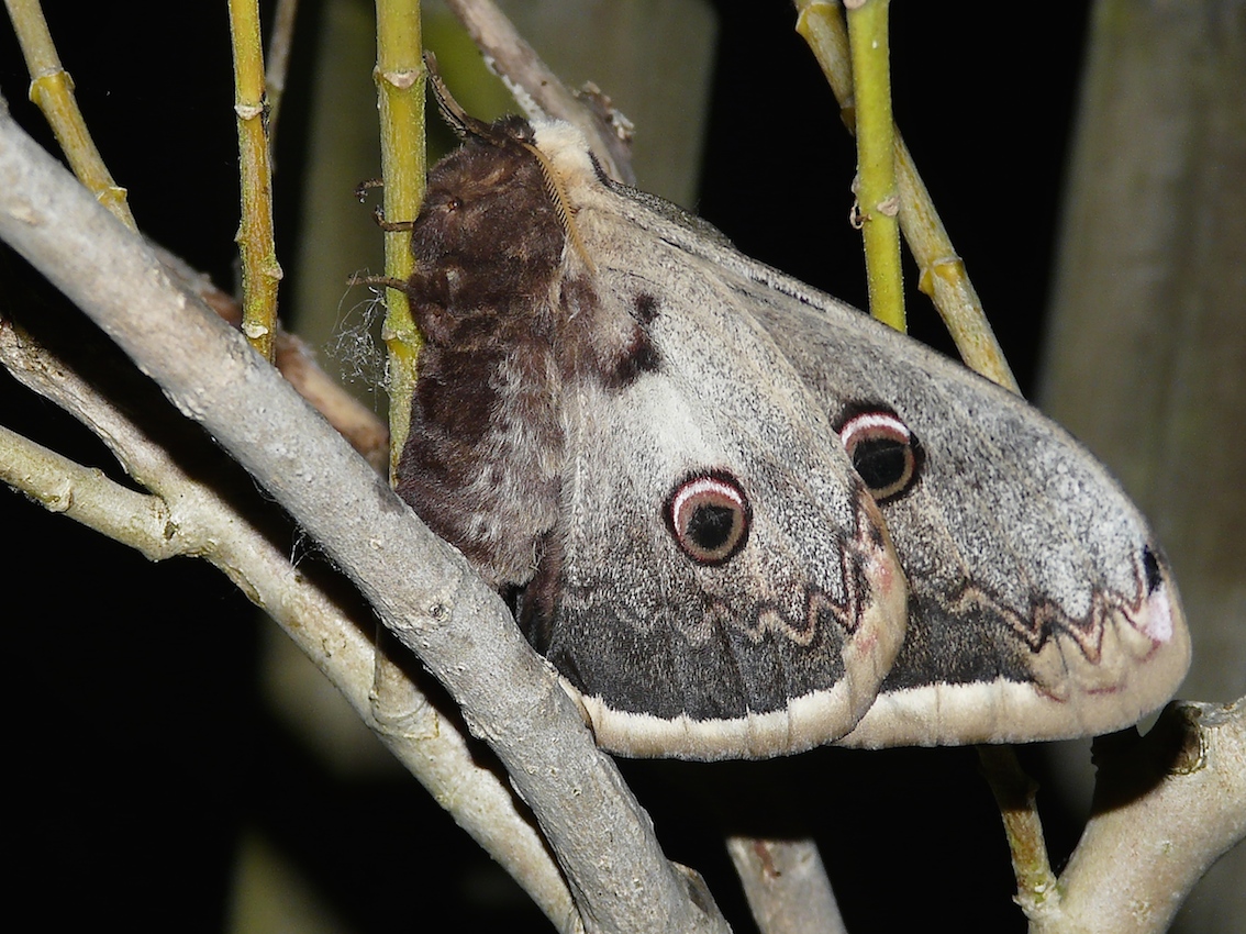 Le grand paon de nuit Quel est cet animal