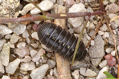 Armadillidium vulgare