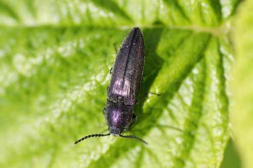 Cidnopus pilosus