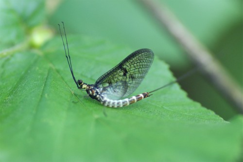 la grande mouche de mai