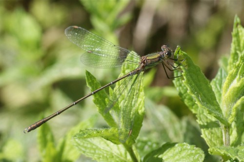 Chalcolestes viridis