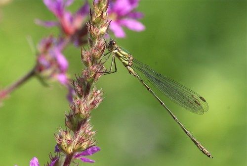 le leste vert