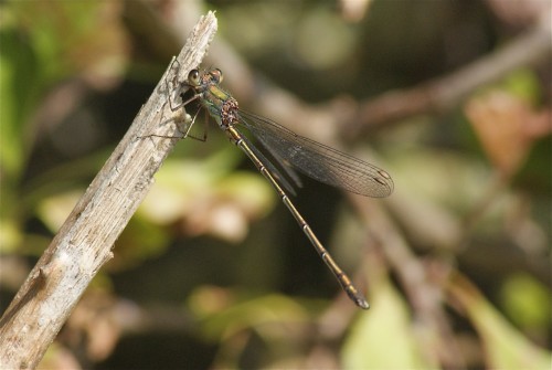 Chalcolestes viridis