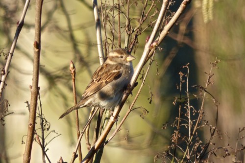 Femelle de moineau domestique