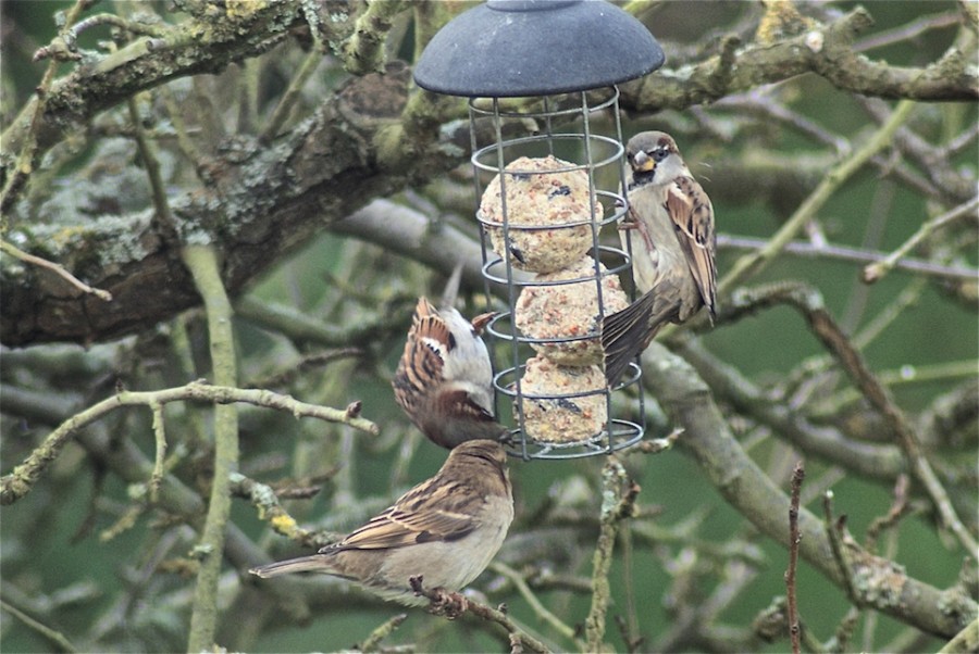 Le moineau domestique Quel est cet animal