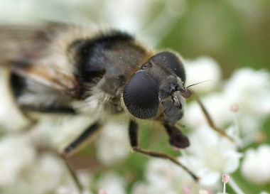 Cheilosia illustrata vue de face