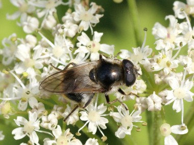 Cheilosia illustrata