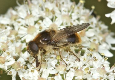 la chélosie éclairée
