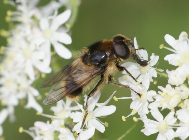 Cheilosia illustrata