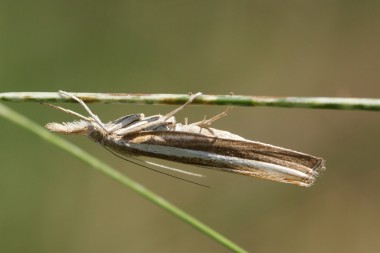 Agriphila tristella