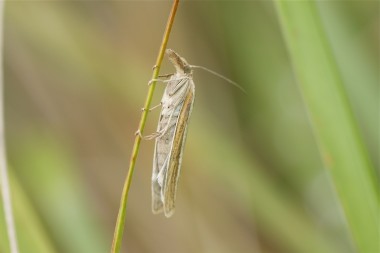 le crambus des tiges
