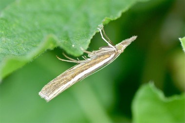 Agriphila tristella