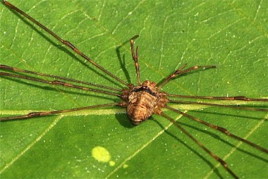 Dicranopalpus ramosus