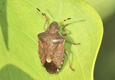 Peribalus strictus