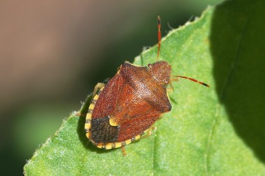le péribalus étroit