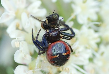 Synema globosum