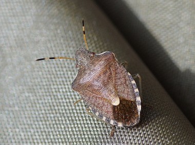 Peribalus strictus