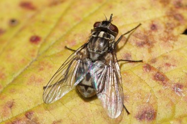 Stomoxys calcitrans