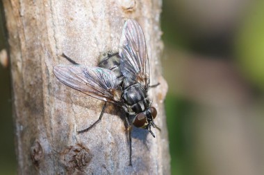 Stomoxys calcitrans