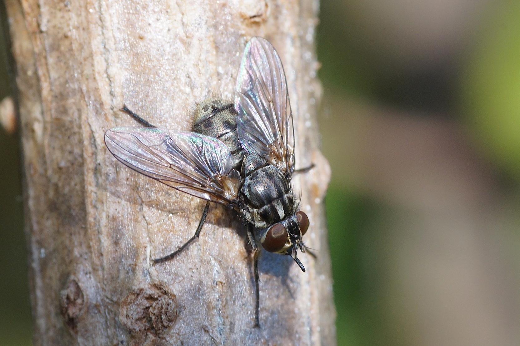 Chloropidae] Moucherons sous toiture - Le Monde des insectes